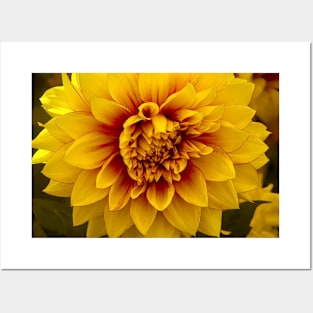 Beautiful Yellow Dahlia Close Up Posters and Art